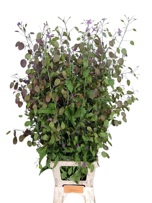 <h4>Lunaria Ann Paarse P</h4>