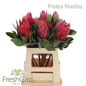 Protea Madiba