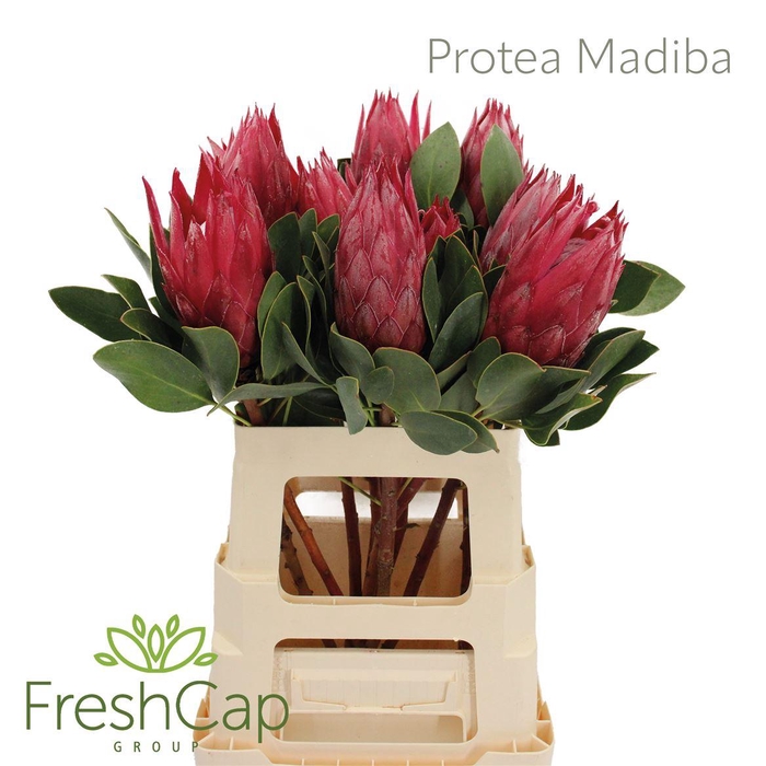 <h4>Protea Madiba</h4>