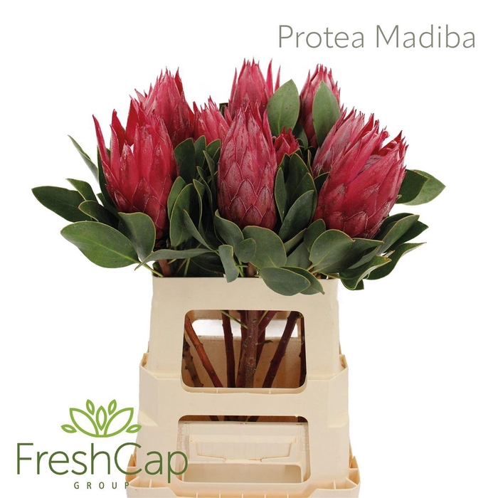 <h4>Protea Madiba</h4>
