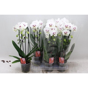 PHAL EL CASCADE