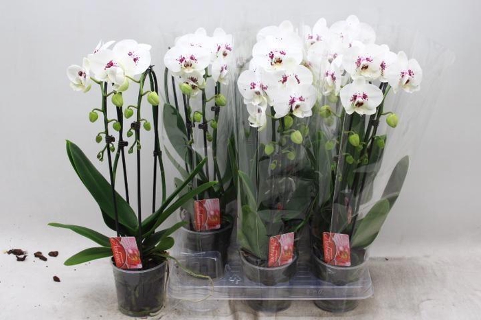 <h4>PHAL EL CASCADE</h4>