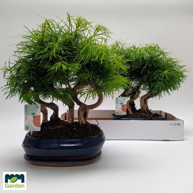 <h4>BONSAI OV</h4>