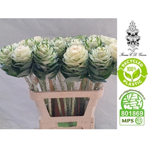 Brassica White Crane CD Groen