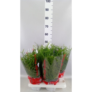 Rhipsalis pulchra