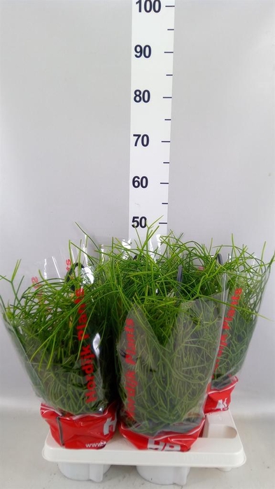 <h4>Rhipsalis pulchra</h4>
