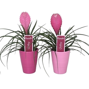 Tillandsia cyanea 'Anita' in lila en roze ribbel keramiek