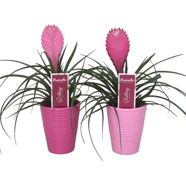 <h4>Tillandsia cyanea 'Anita' in lila en roze ribbel keramiek</h4>