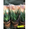 Aloe Arborescens Maya Green Pot