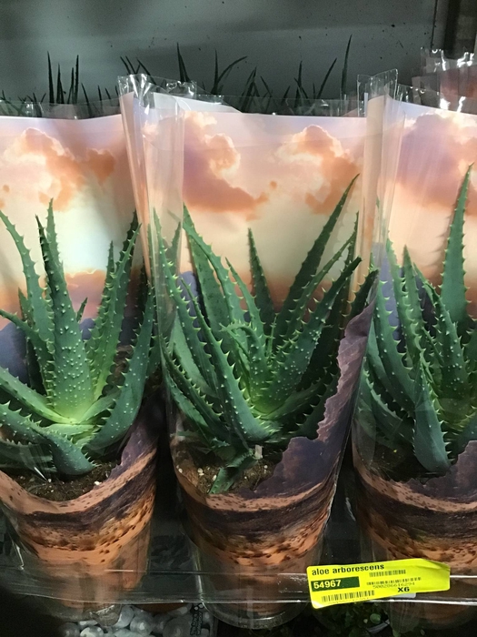 Aloe Arborescens Houten Pot