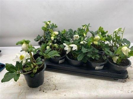 <h4>Hell Ni Happy Day 5-6</h4>