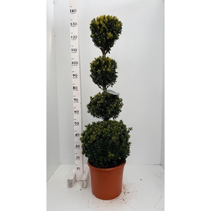 BUXU SEMPERVIRENS