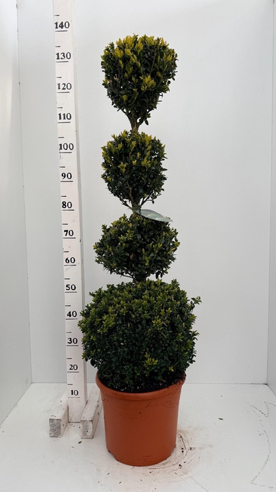 <h4>BUXU SEMPERVIRENS</h4>