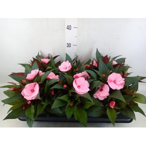 Impatiens NG 'Tamarinda Pink'
