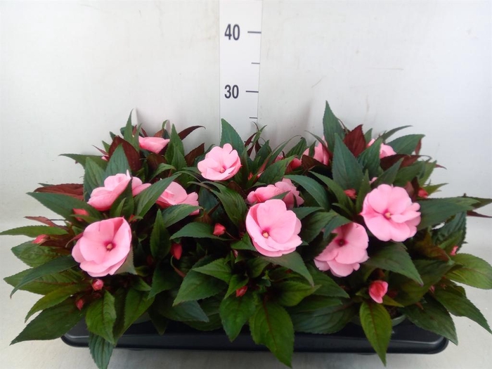 <h4>Impatiens NG 'Tamarinda Pink'</h4>