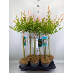 Salix integra 'Hakuro Nishiki'