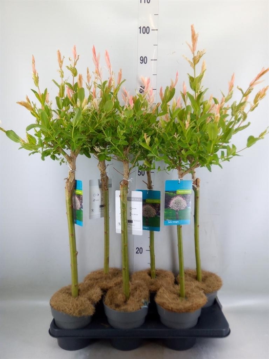 <h4>Salix integra 'Hakuro Nishiki'</h4>