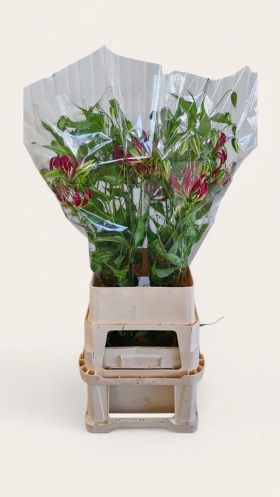 <h4>GLORIOSA ROTHSCHILD</h4>