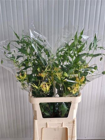 <h4>Gloriosa Sp Stripe</h4>