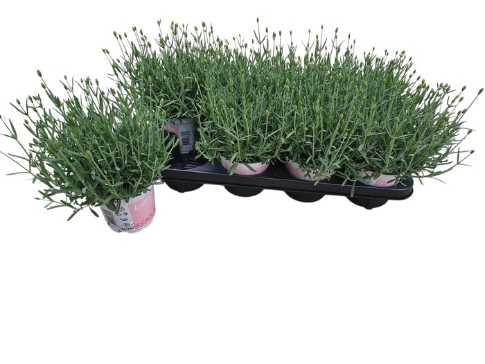 <h4>LAVAN AN ROSEA</h4>