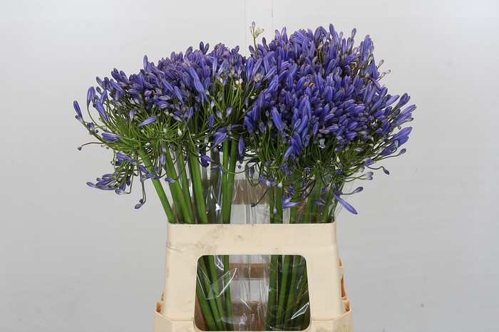 <h4>Agapanthus Blue Heaven</h4>