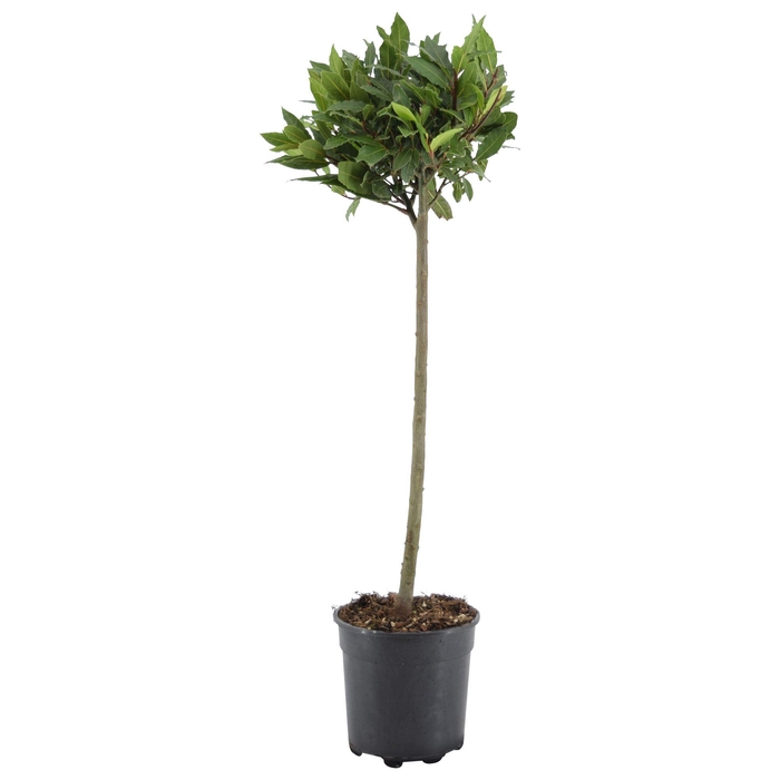 <h4>Laurus nobilis Bol op stam</h4>