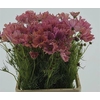 COSMOS BIPINNATUS APRICOT