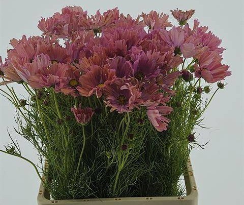 COSMOS BIPINNATUS APRICOT