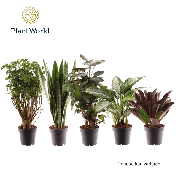 <h4>Kamerplant Bali Mix</h4>