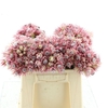 Blushing Brides Rose 6-9
