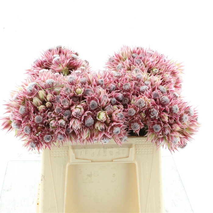 Blushing Brides Rose 6-9