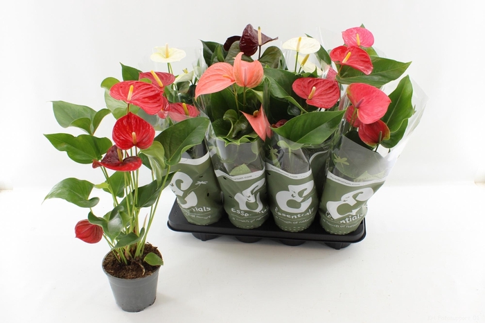 <h4>ANTHU AN GEM 4 KL</h4>