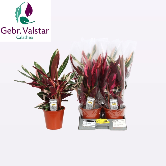 <h4>STROM SA TRIOSTAR</h4>