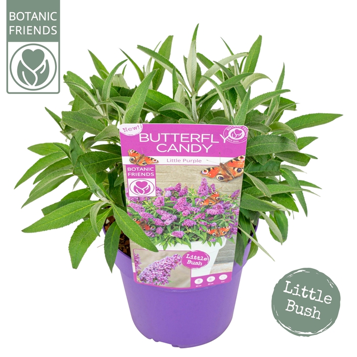 <h4>Buddleja Butterfly Candy 'Little Purple'®</h4>