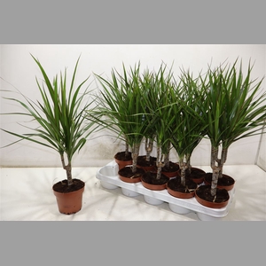 Dra Marginata