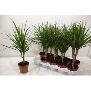 Dra Marginata
