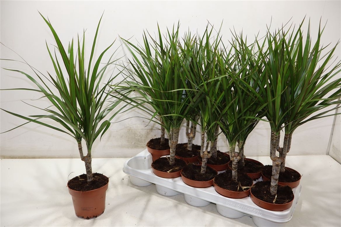 <h4>Dra Marginata</h4>