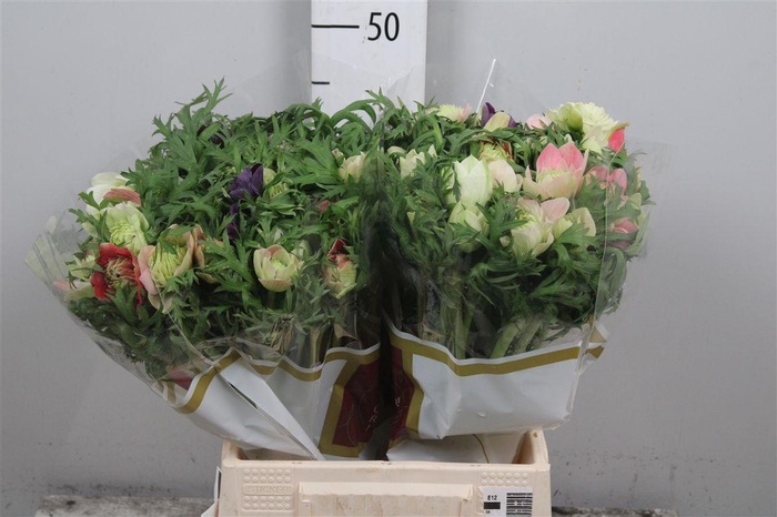 <h4>Anem Co Fullstar Gem</h4>