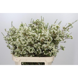 Chamelaucium Ivory Pearl
