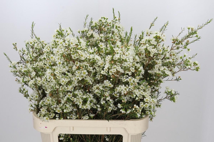 <h4>Chamelaucium Ivory Pearl</h4>
