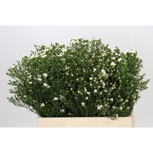 Aster Paquita