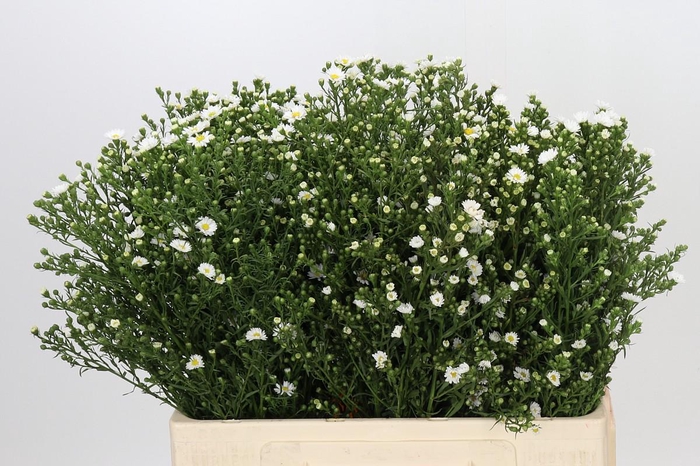 Aster Paquita