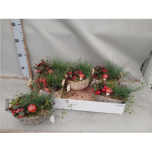 ARR TUINPLANTEN