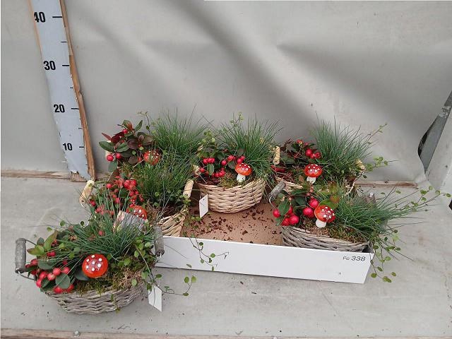 <h4>ARR TUINPLANTEN</h4>