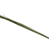Steelgrass Speargrass Vacuum X5