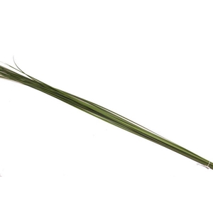 Steelgrass Speargrass Vacuum X5