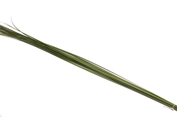 <h4>Steelgrass Speargrass Vacuum X5</h4>