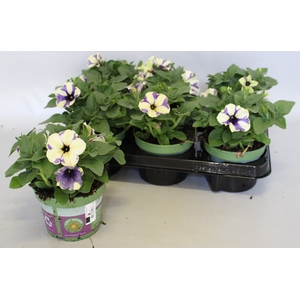 Petunia Blueberry Sky