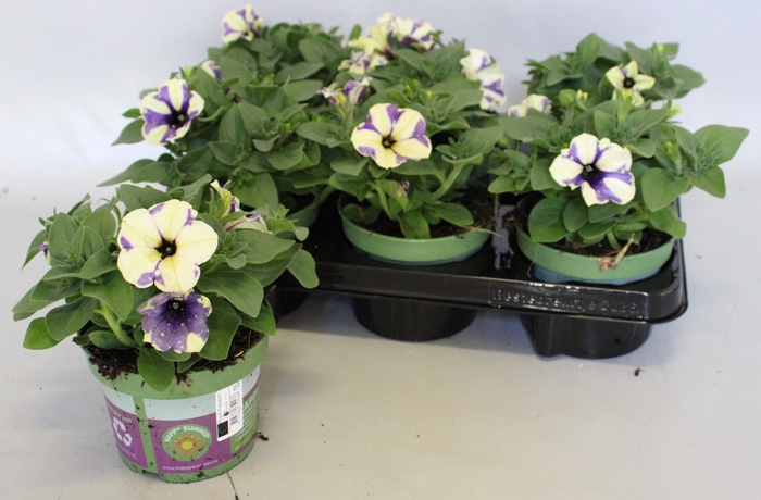 <h4>Petunia Blueberry Sky</h4>