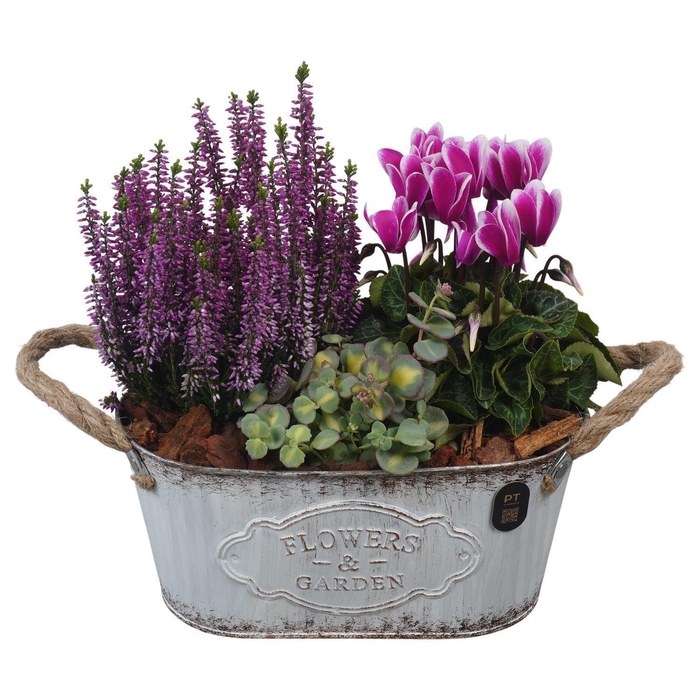<h4>Arr.   Tuinplanten L%</h4>